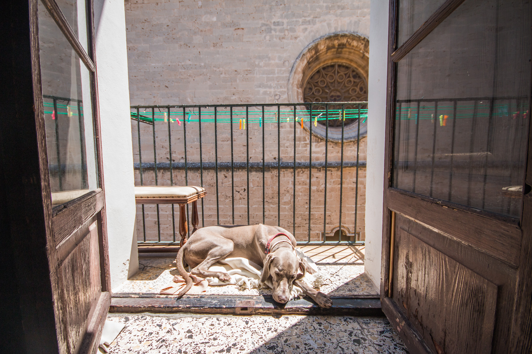 Weimaraner Freeda is taking a siesta under the spanish sun