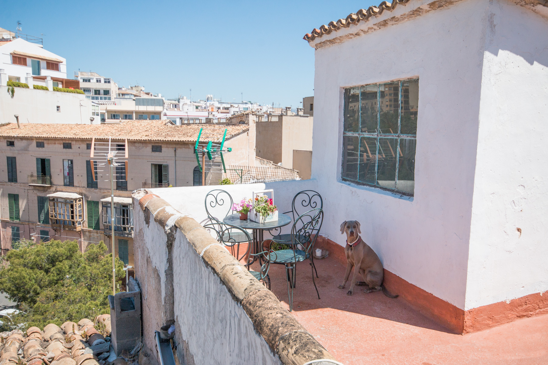 Annes dog Freeda on the roof top terrace